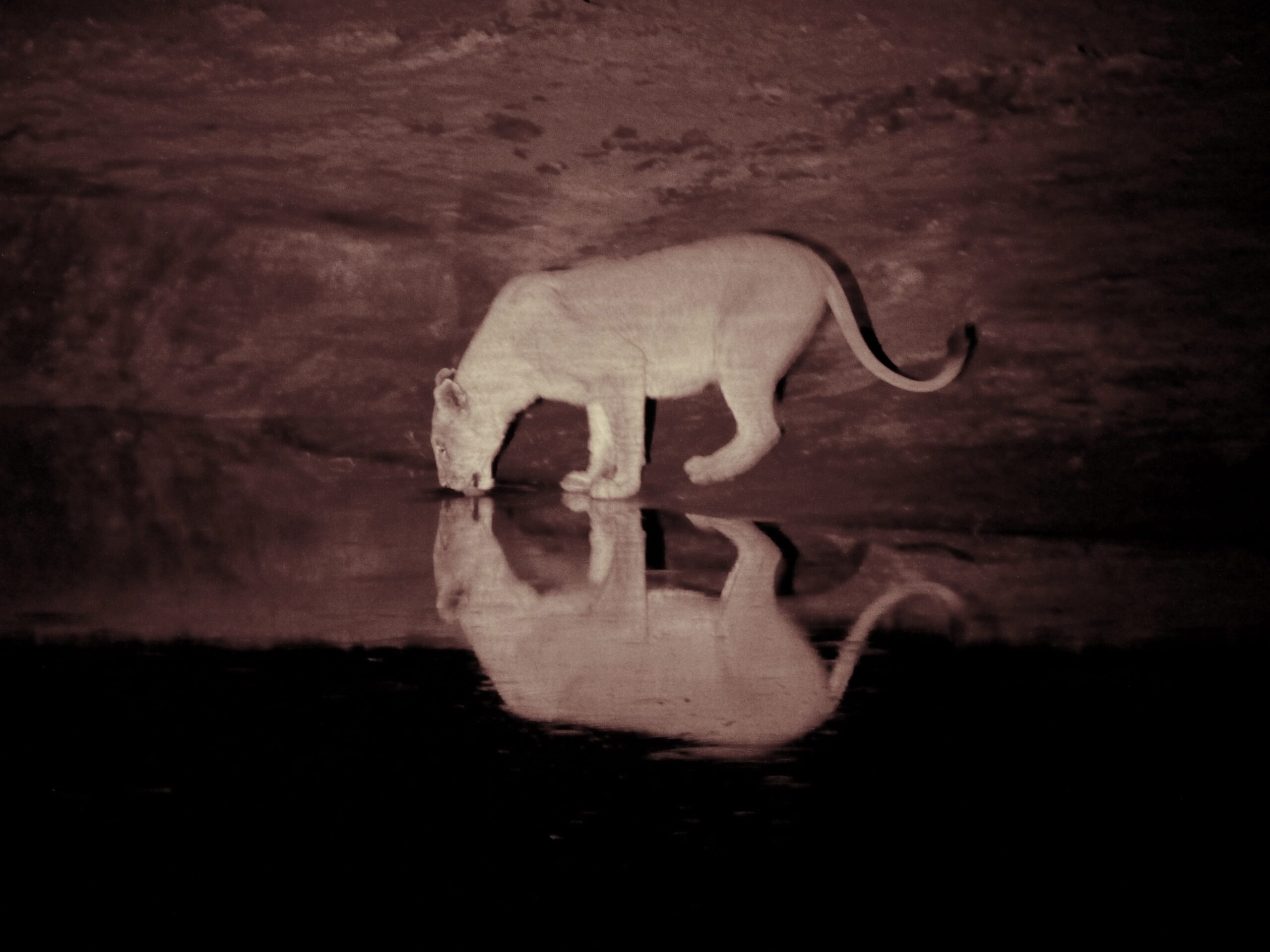 Leona bebiendo en Etosha