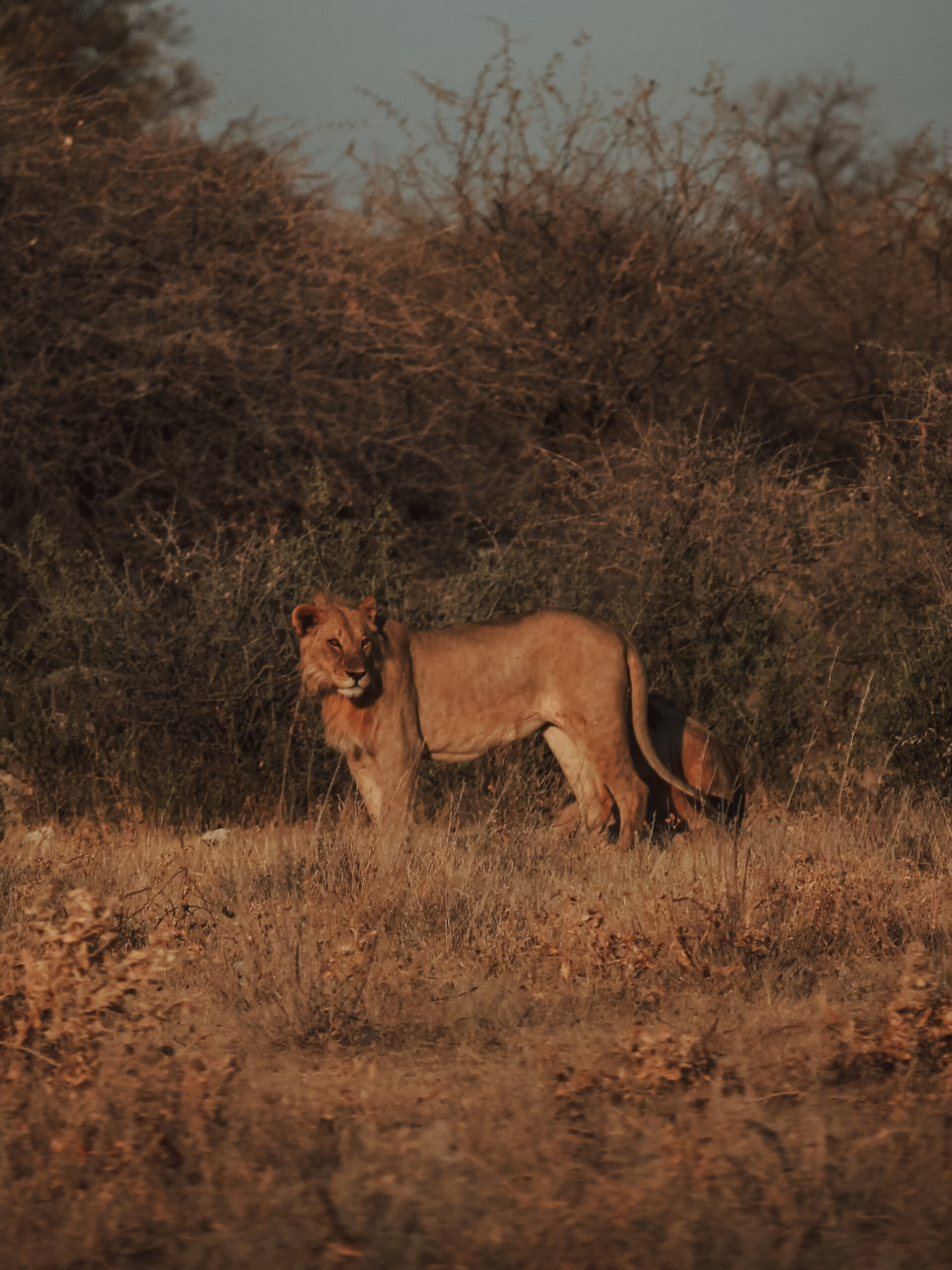 Leona en Etosha