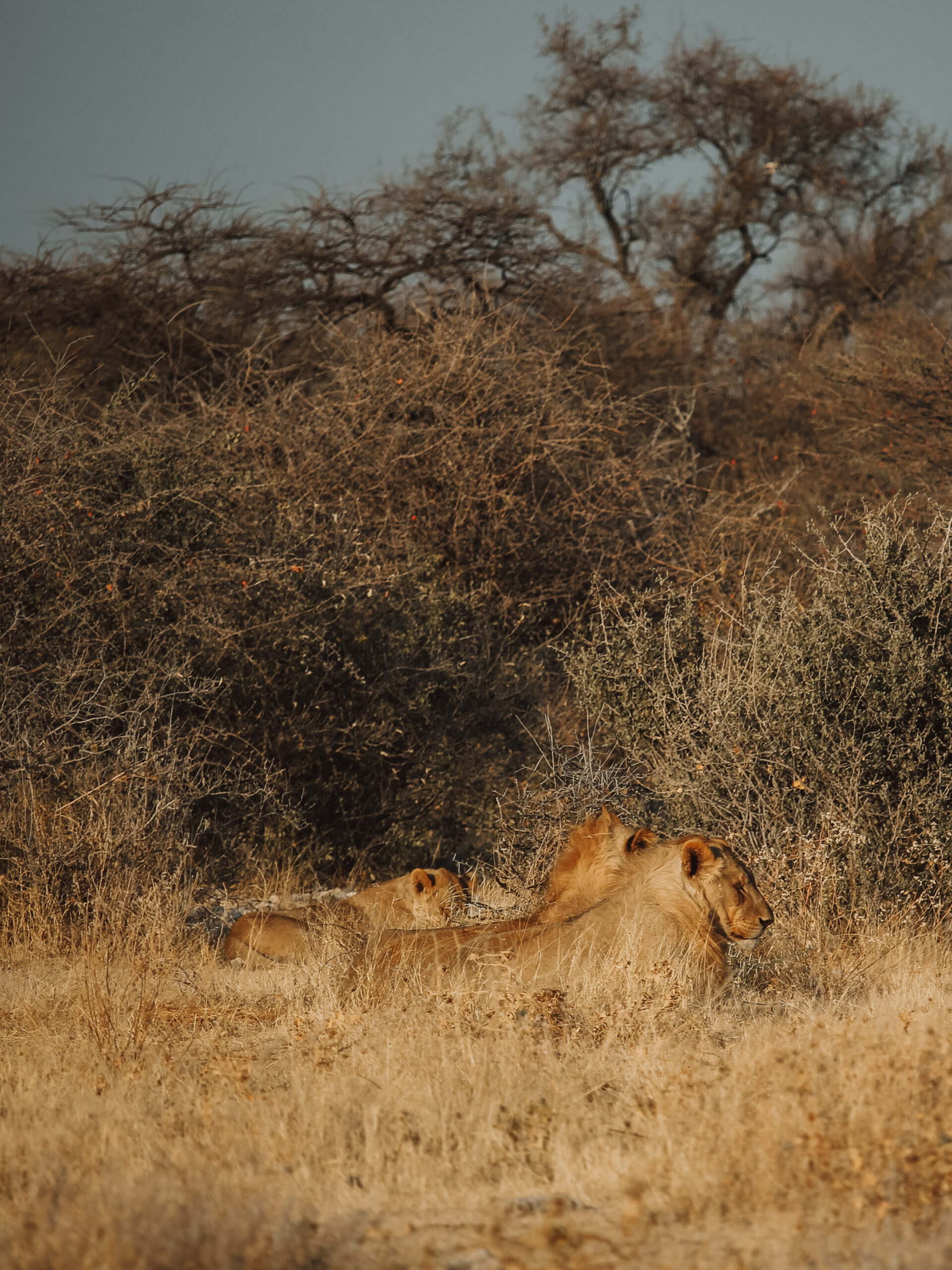 Leonas descansando en Etosha