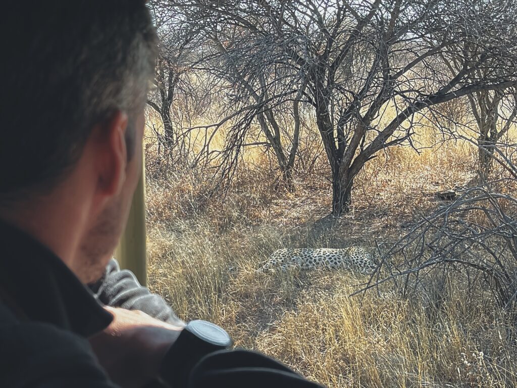 El leopard tracking consiste en ir tras las pistas de un leopardo en el parque de Okonjima
