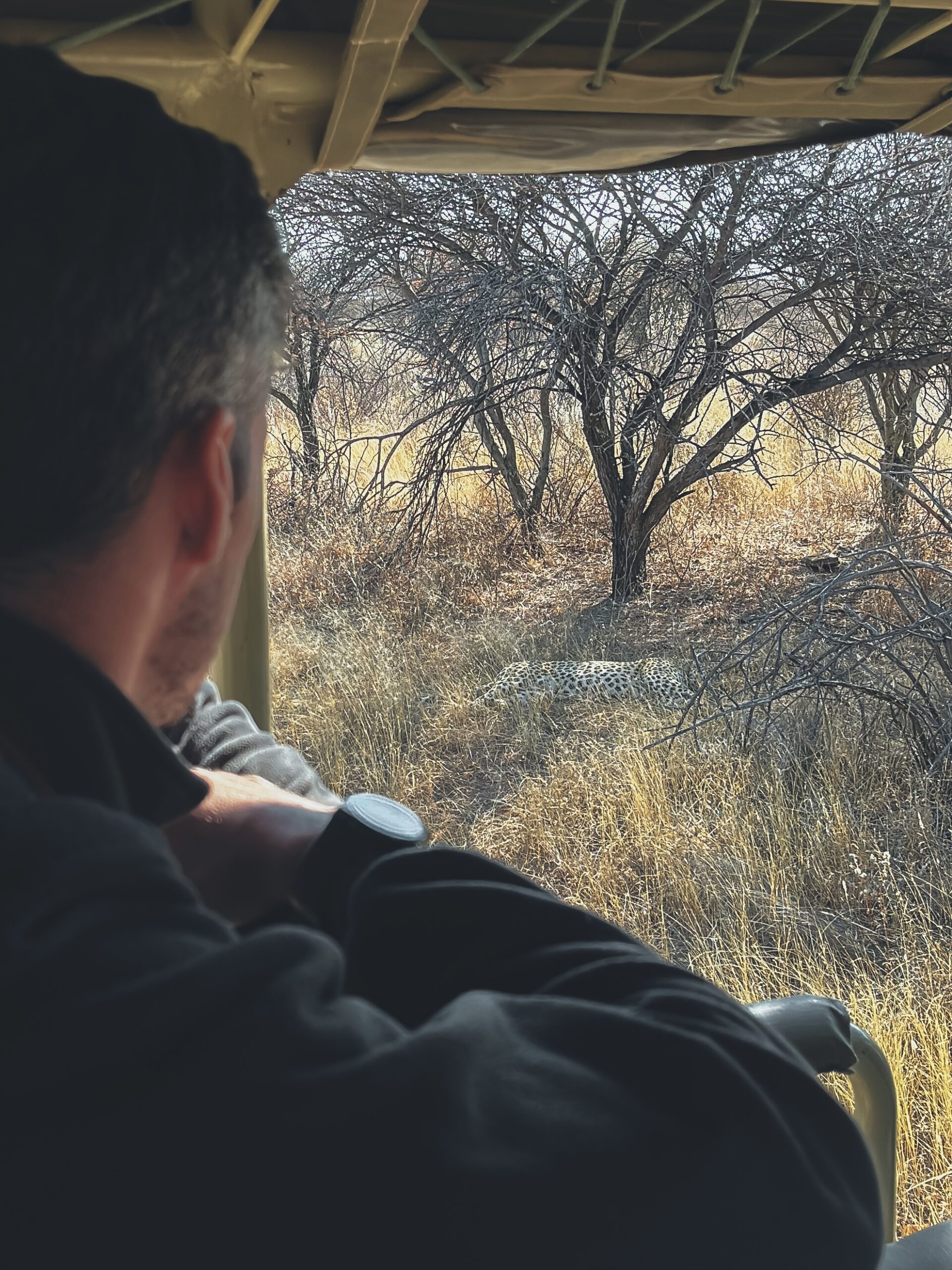 Leopardo tracking