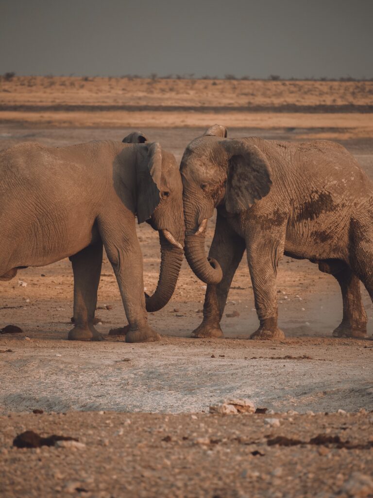 Elefantes peleando en uno de los waterhole de Etosha