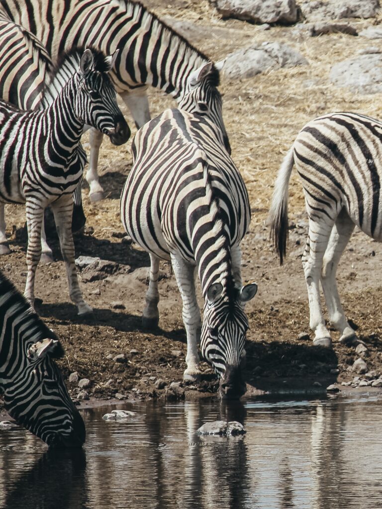 Uno de los waterhole en Etosha con cebras bebiendo