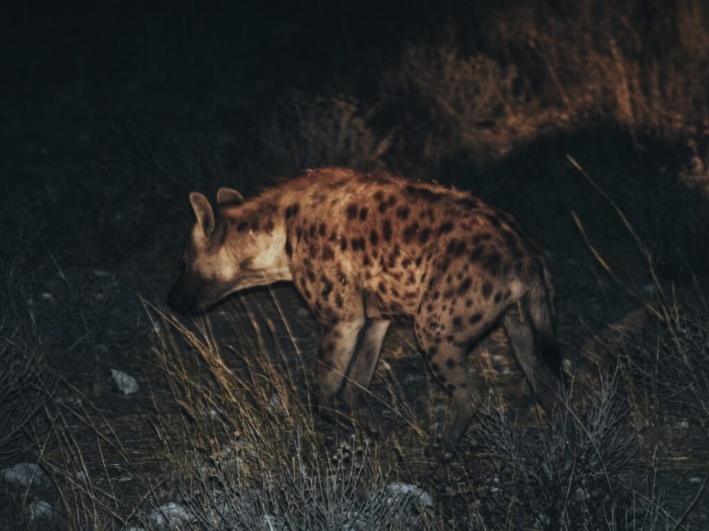 Hiena acercándose a un charco por la noche
