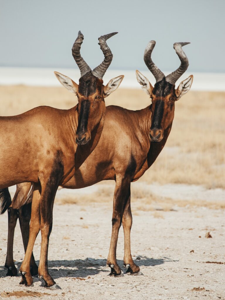 Alcelaphus es un género de mamíferos artiodáctilos de la familia Bovidae conocidos vulgarmente como alcelafos o búbalos. Es propio de las sabanas africanas.