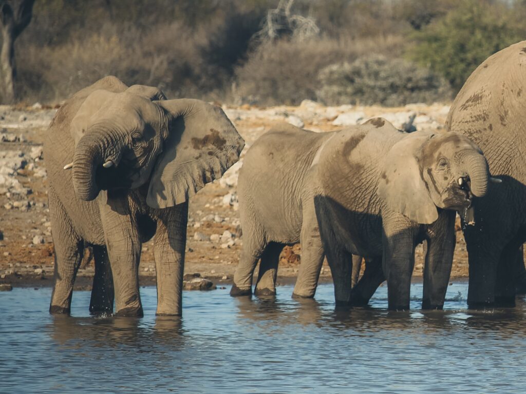 Familia de elefantes bebiendo en un waterhole de Etosha