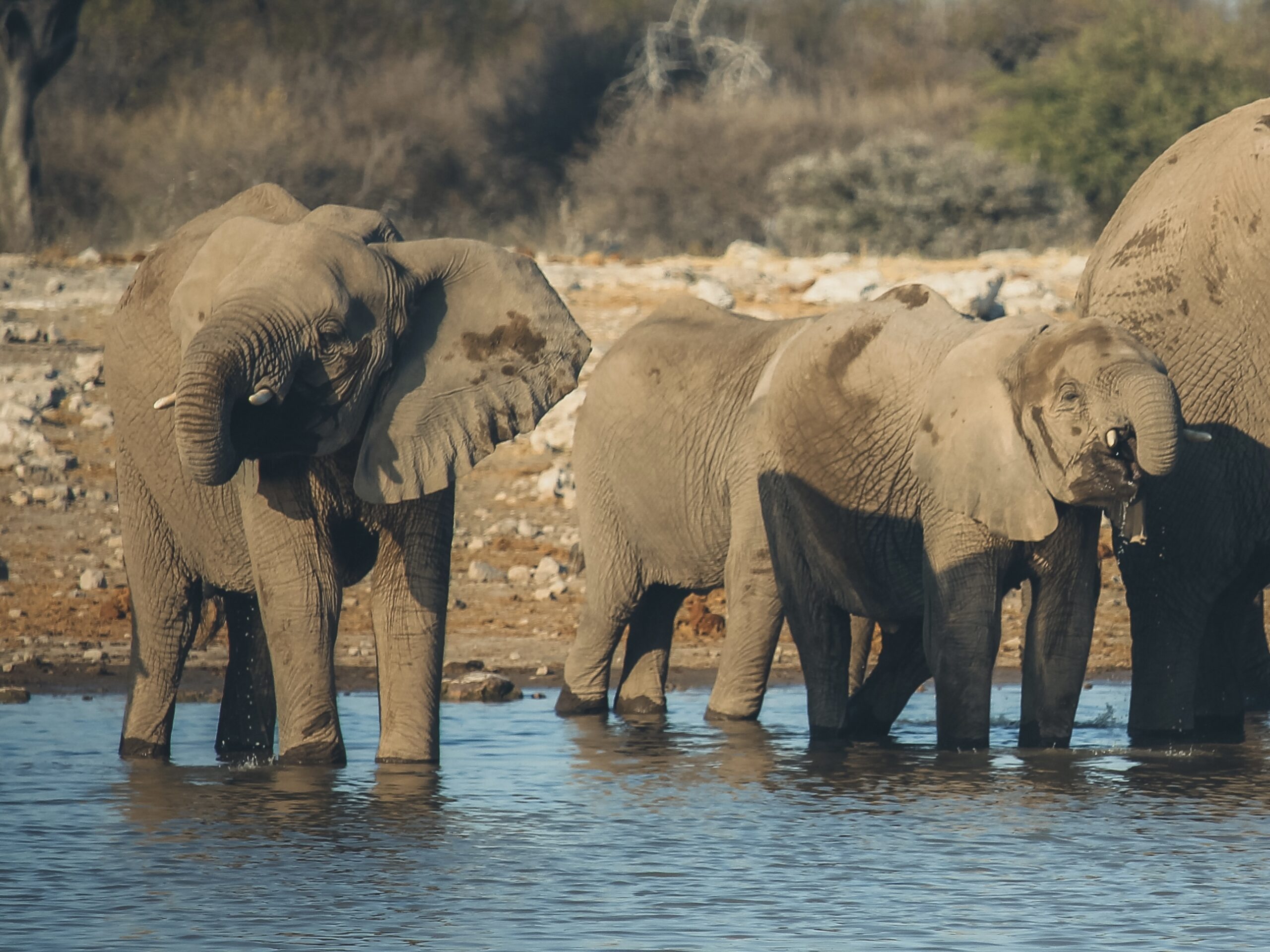 Familia de elefantes en Etosha