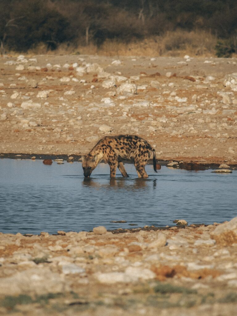 Hiena bebiendo en un charco de Etosha