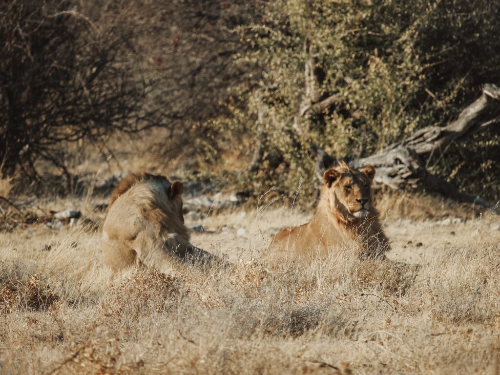 Familia de leones en Etosha
