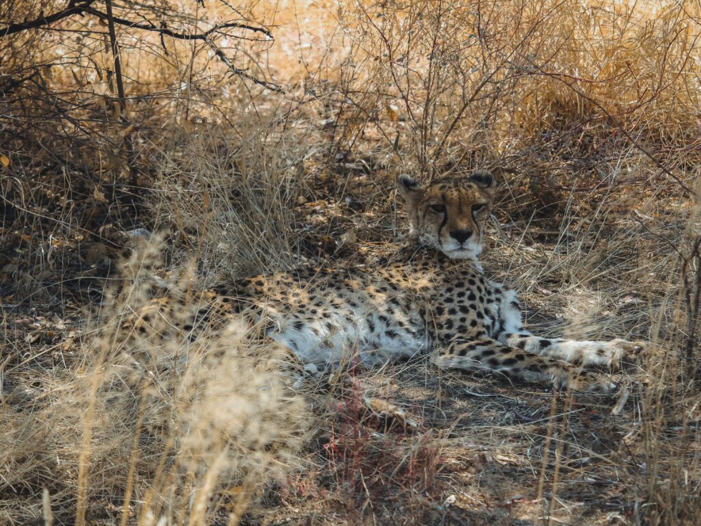 Guepardo en el Cheetah Conservation Fund