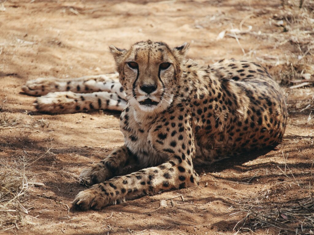 La Fundación para la Conservación de los Guepardos o Cheetah Conservation Fund (CCF), es una fundación que trabaja para evitar la extinción de los guepardos en Namibia.