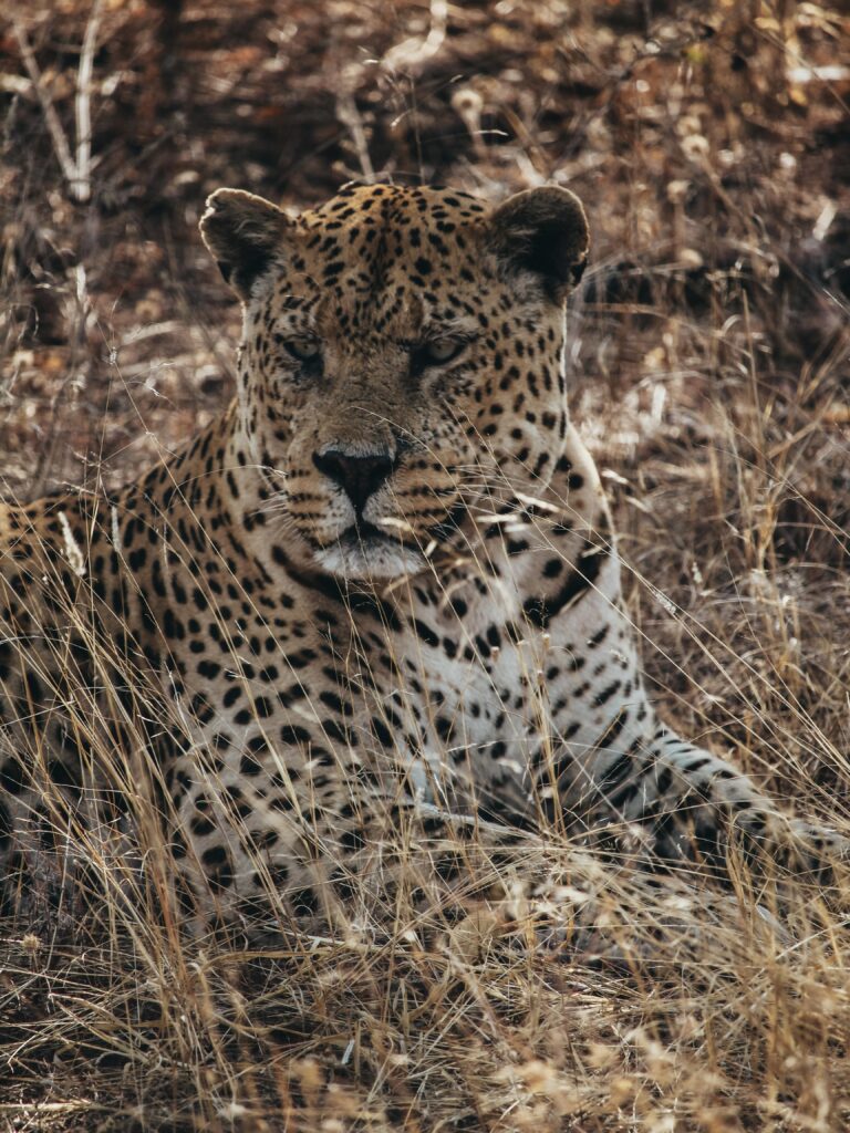 Leopardo en Okonjima descansando