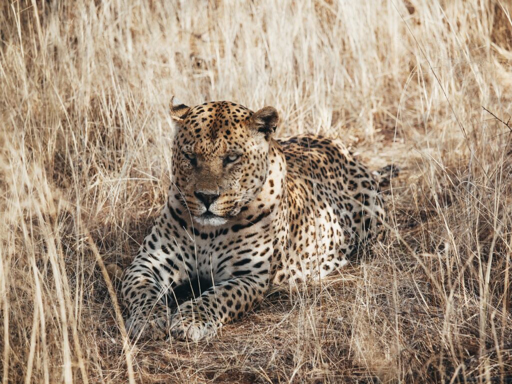 Leopardo en Okonjima descansando en la sabana