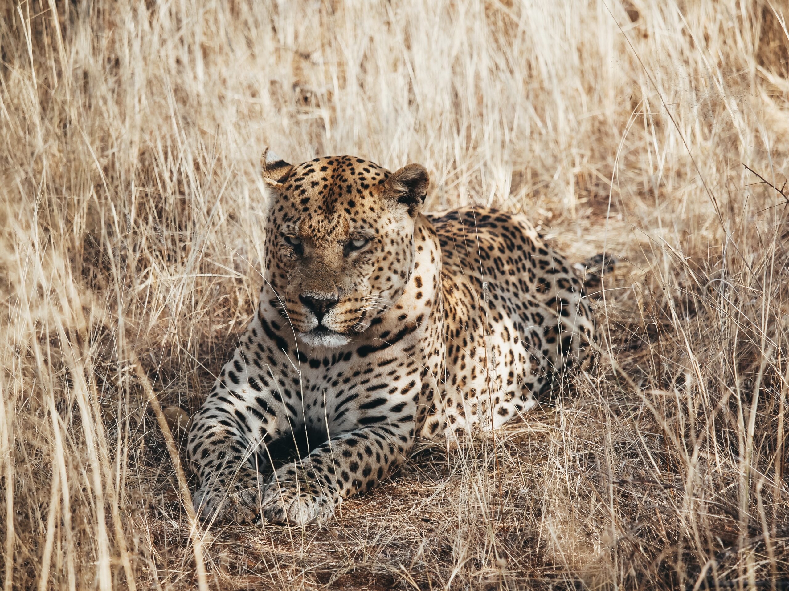 Leopardo descansando en Okonjima