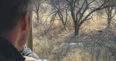 El leopard tracking consiste en ir tras las pistas de un leopardo en el parque de Okonjima