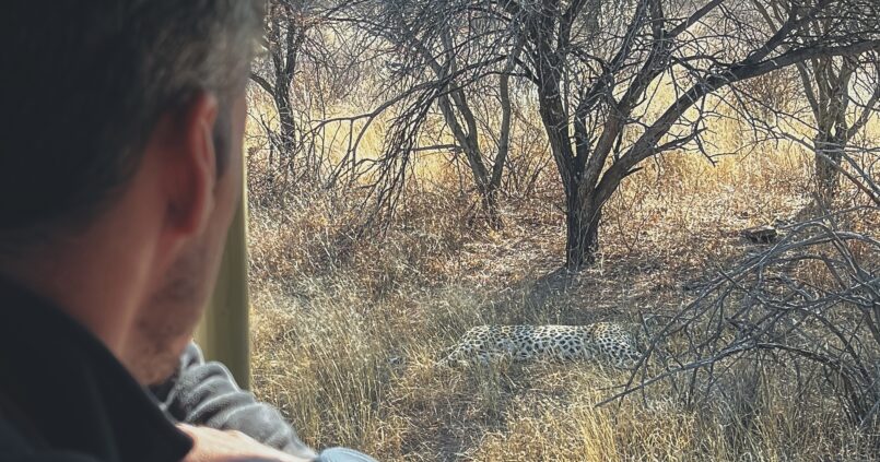 El leopard tracking consiste en ir tras las pistas de un leopardo en el parque de Okonjima