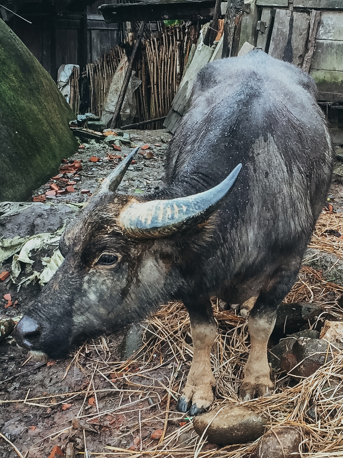 toro de sapa vietnam