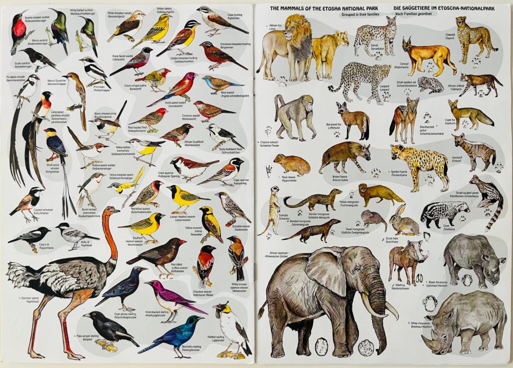 Algunos de los animales que se pueden ver en Etosha