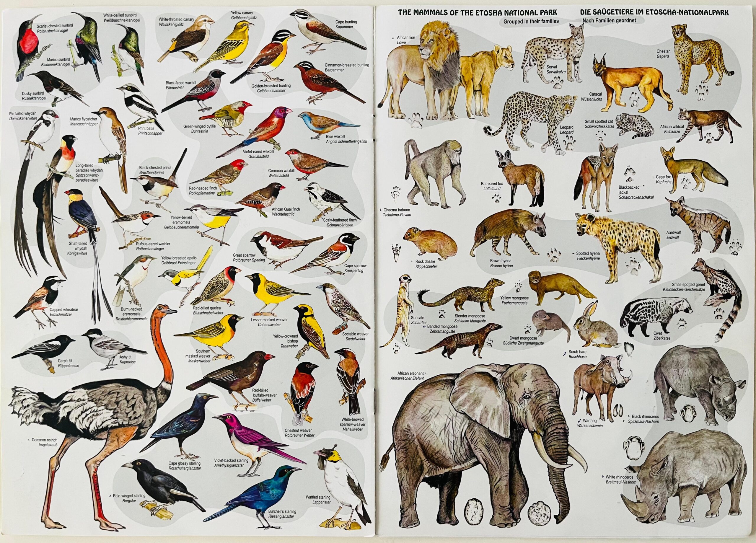 Animales de Etosha