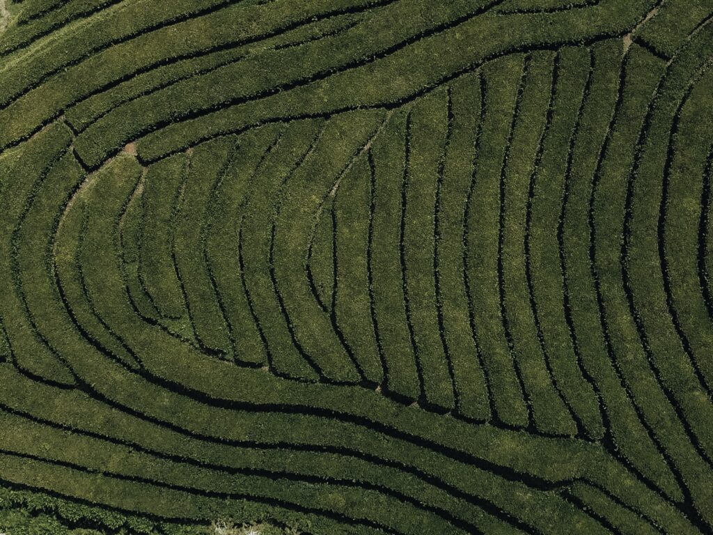 Plantación de Té a vista de dron