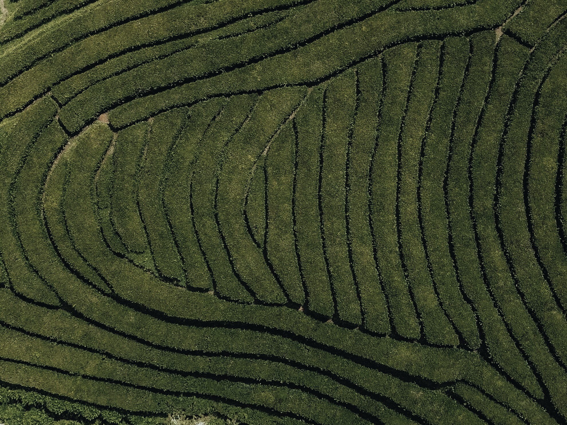 Plantación de Té