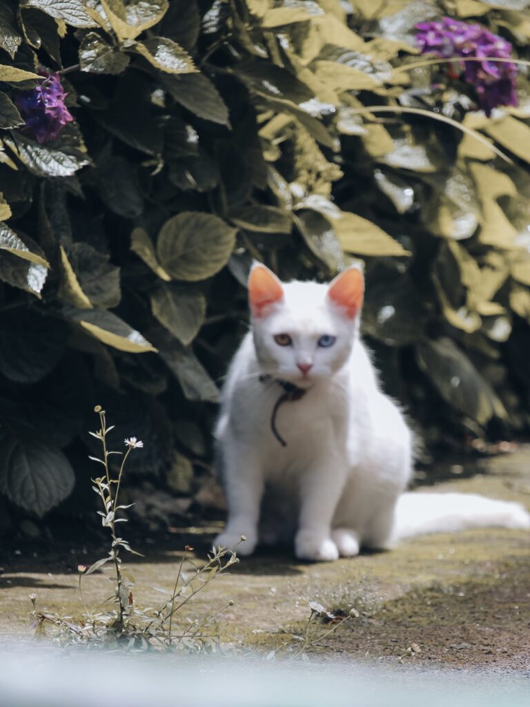 Gato en la isla de Sao Miguel