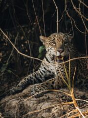 Jaguar en Brasil