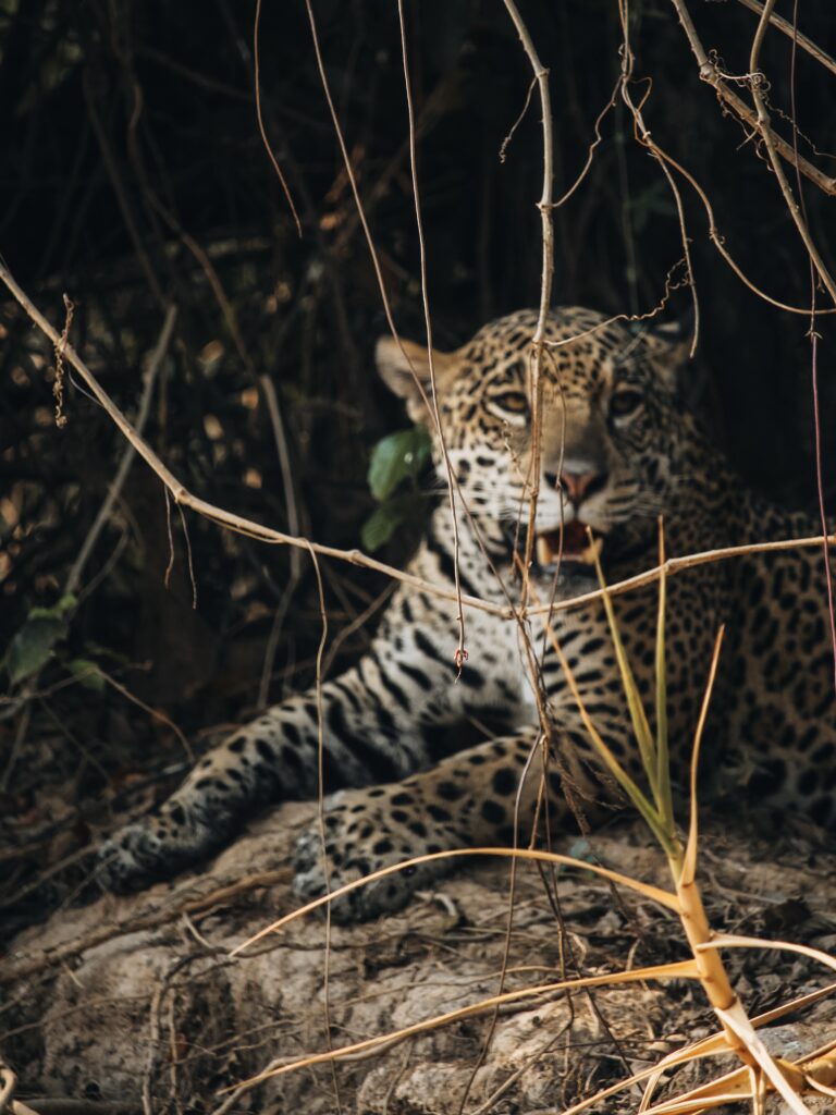 Jaguar en Brasil