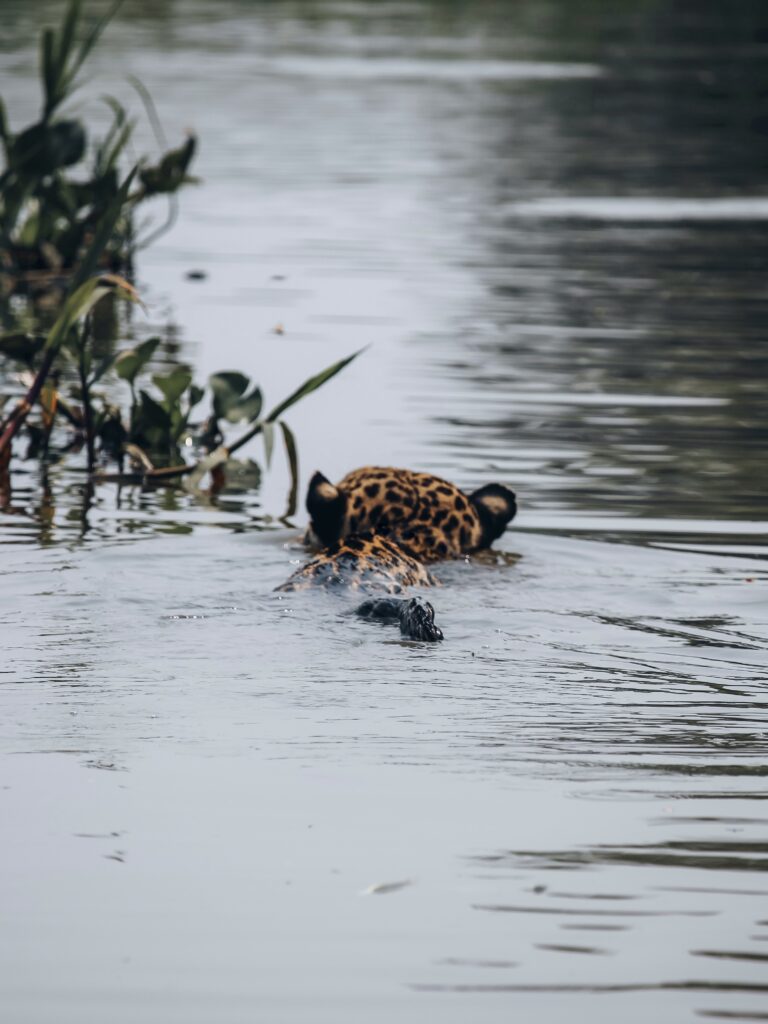 Jaguar cazando en Pantanal
