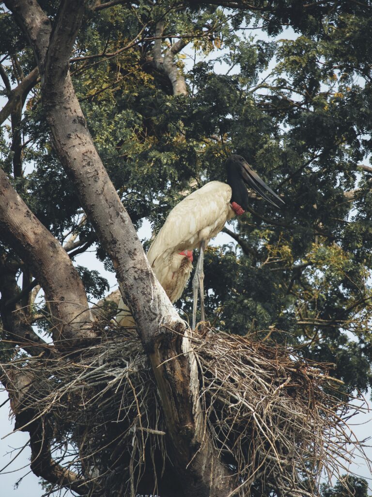 Ave en uno de los árboles de Pantanal
