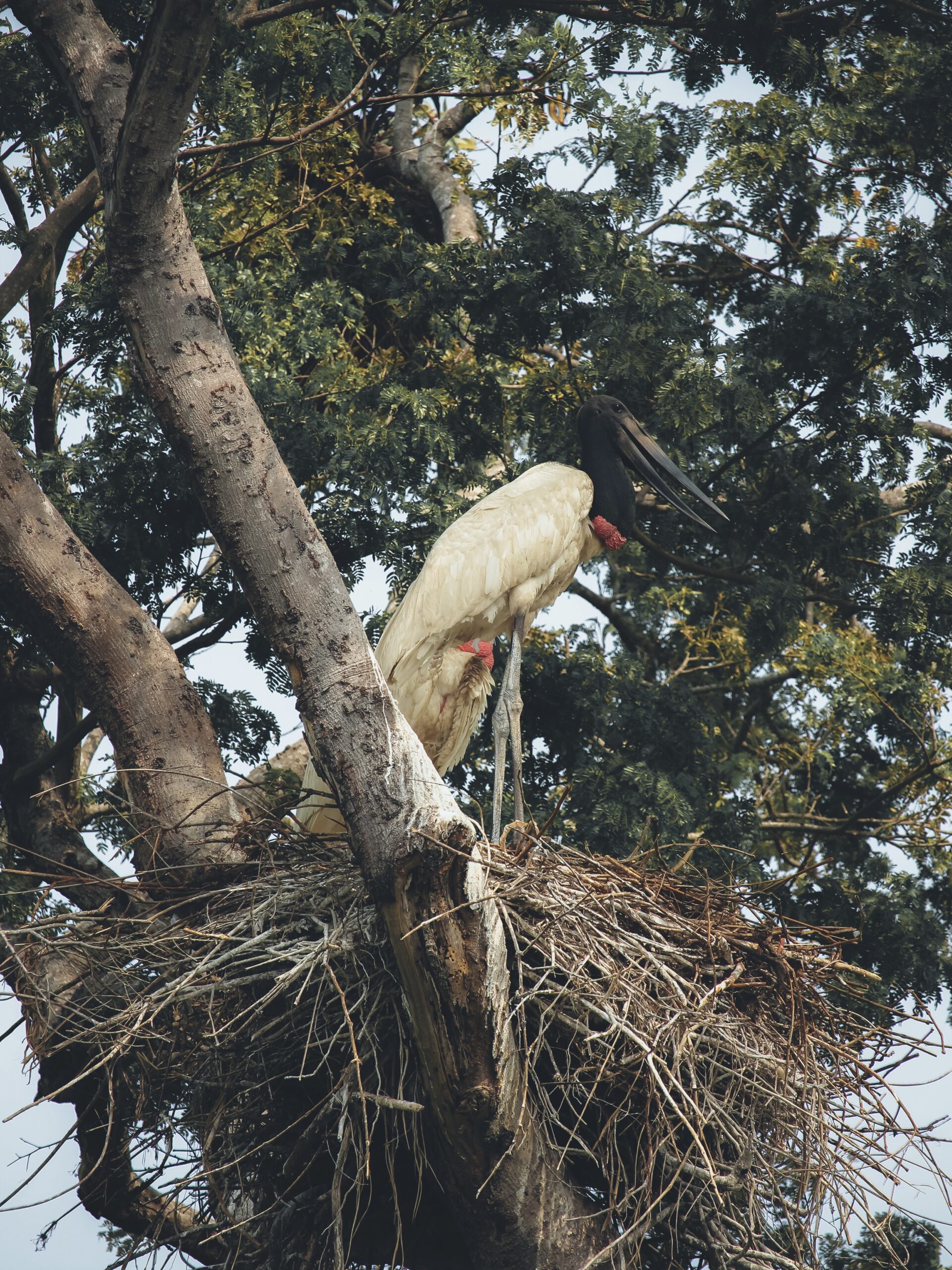 Ave en uno de los árboles de Pantanal