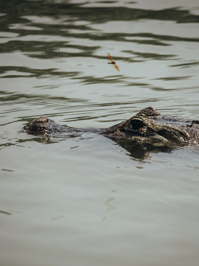 Caiman oculto en el río en Pantanal