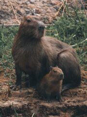 Madre y cría de capibara en Pantanal