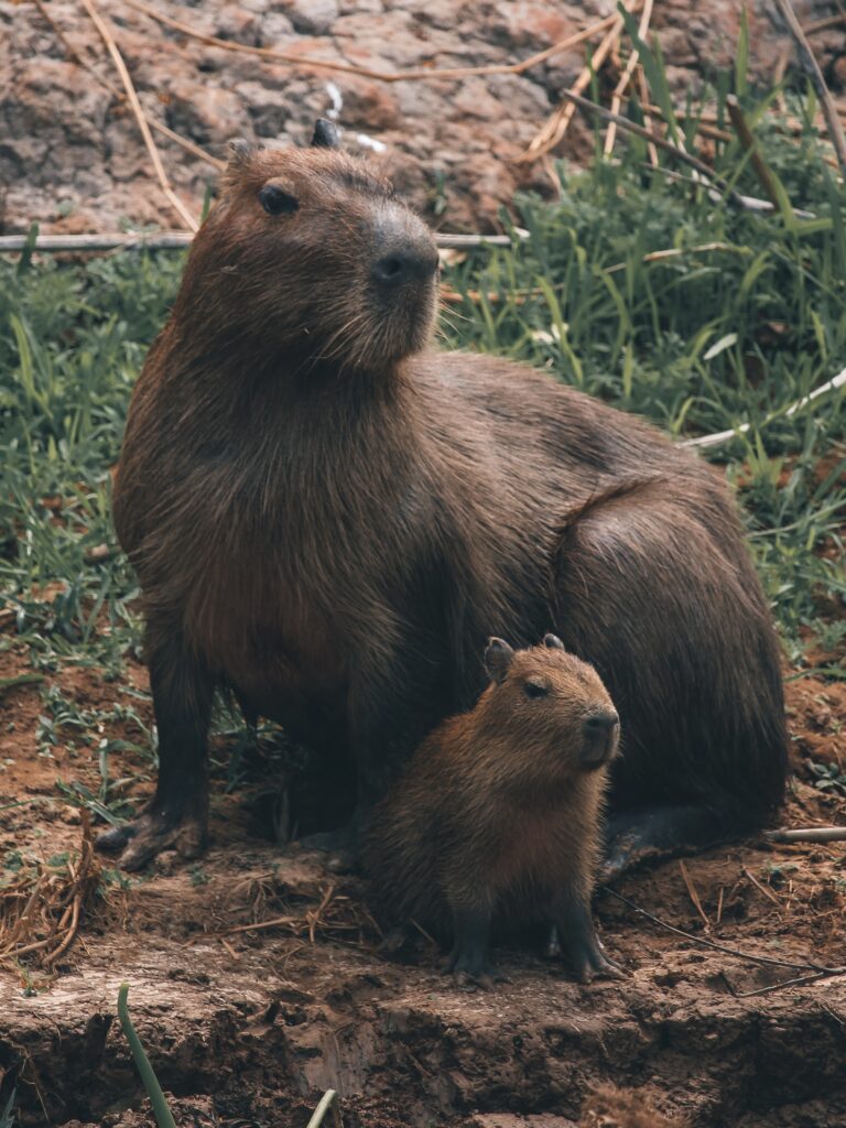 Madre y cría de capibara en Pantanal