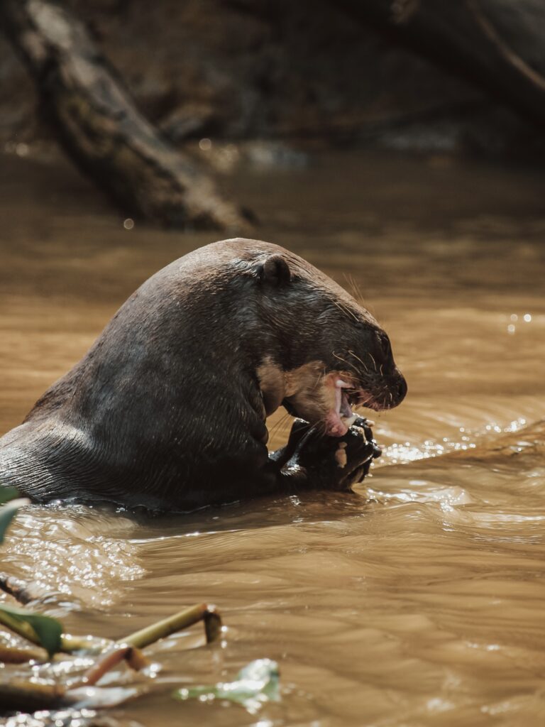 Nutria comiendo su presa en Pantanal