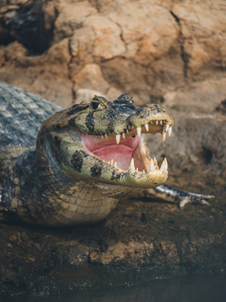 Caimán mostrando sus dientes en Pantanal