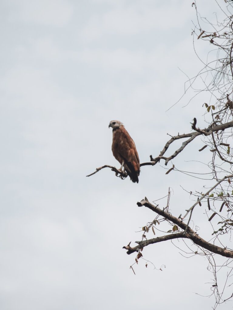 Ave en una rama en Pantanal