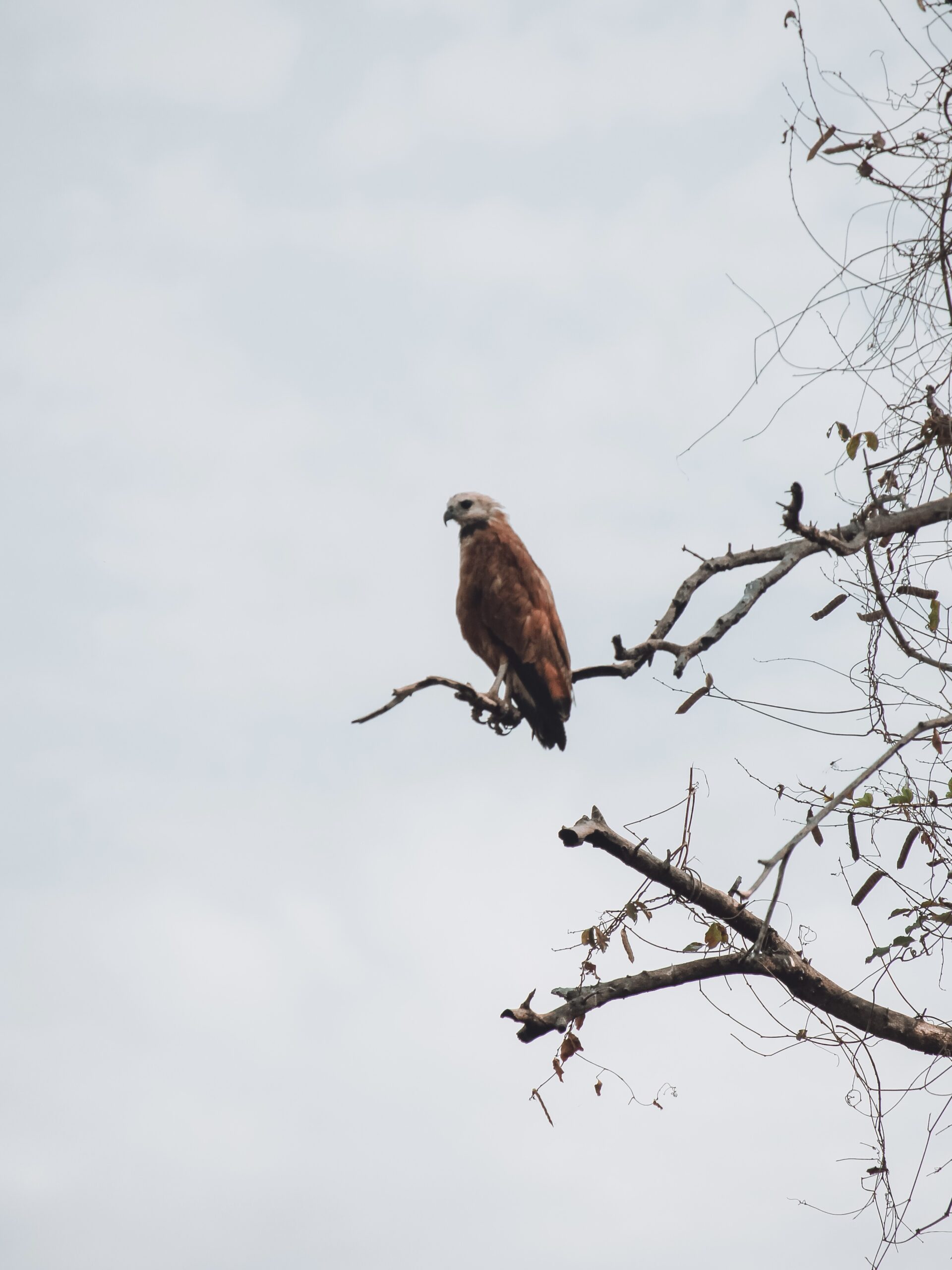 Ave en una rama en Pantanal