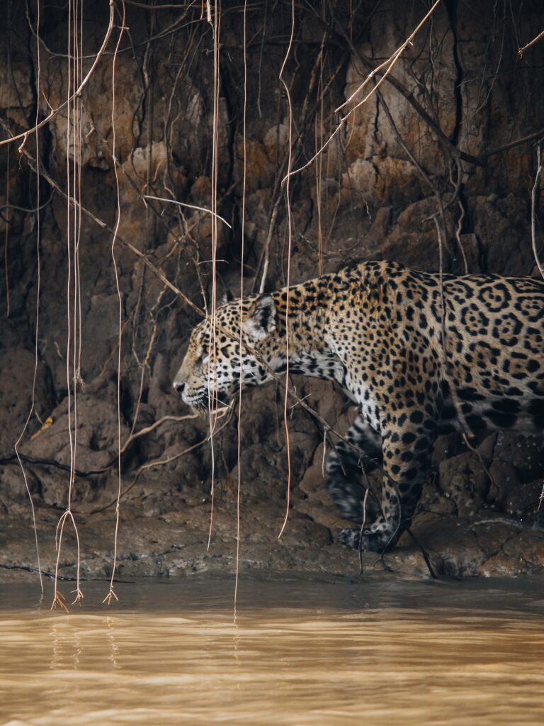 Jaguar entre la maleza en Pantanal