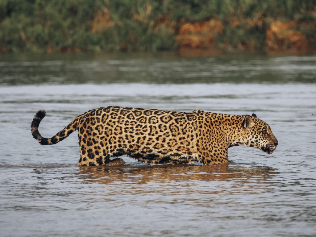 Jaguar en Pantanal
