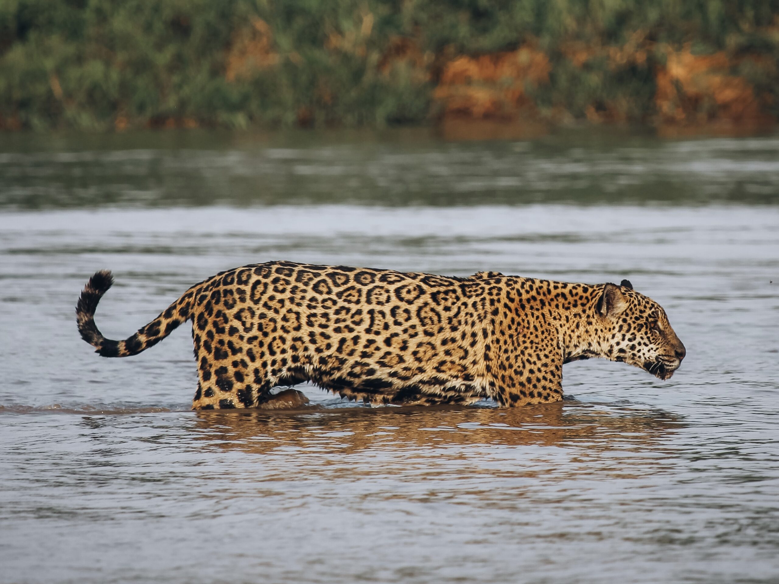Jaguar en Pantanal