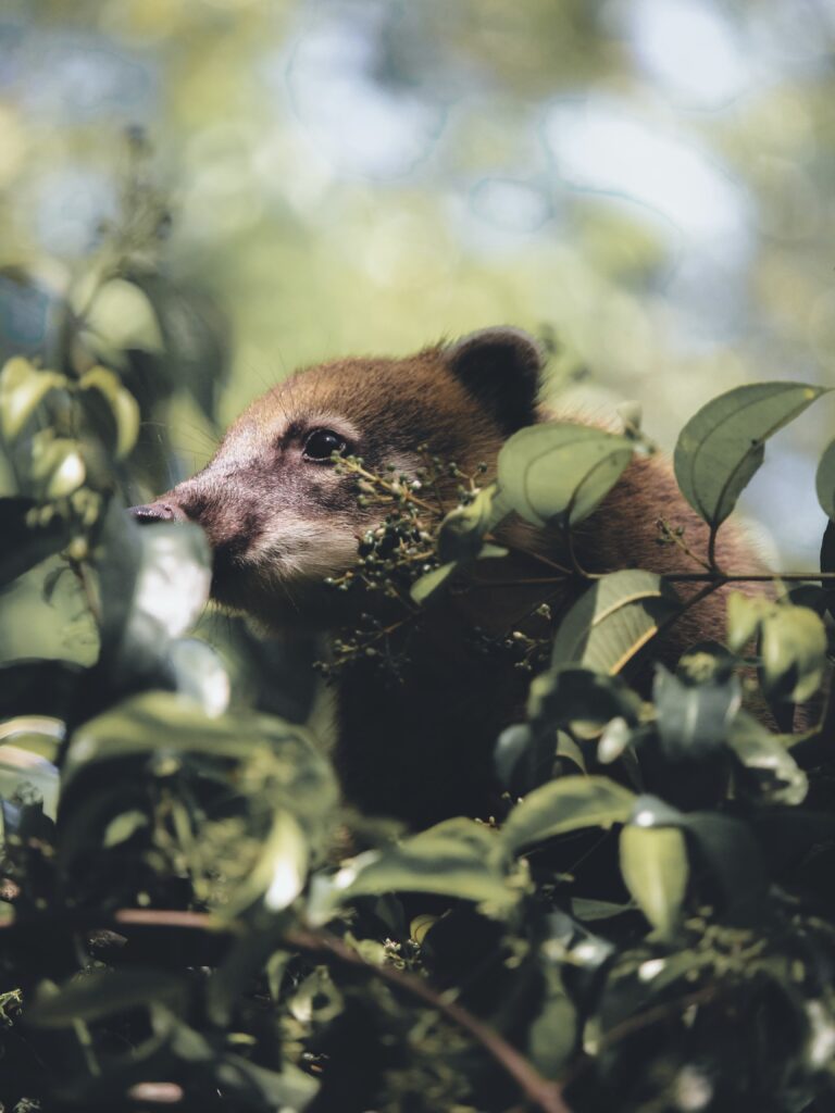 Coatí en Pantanal