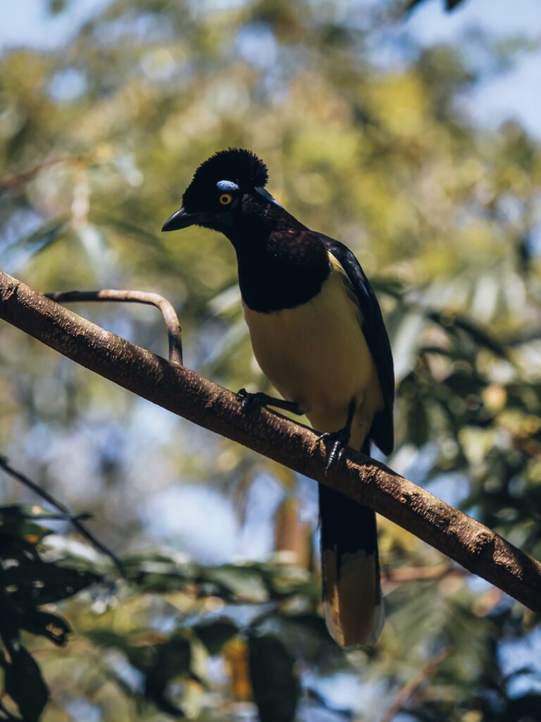 Pájaro posado en un árbol en las Catartas del Iguazú