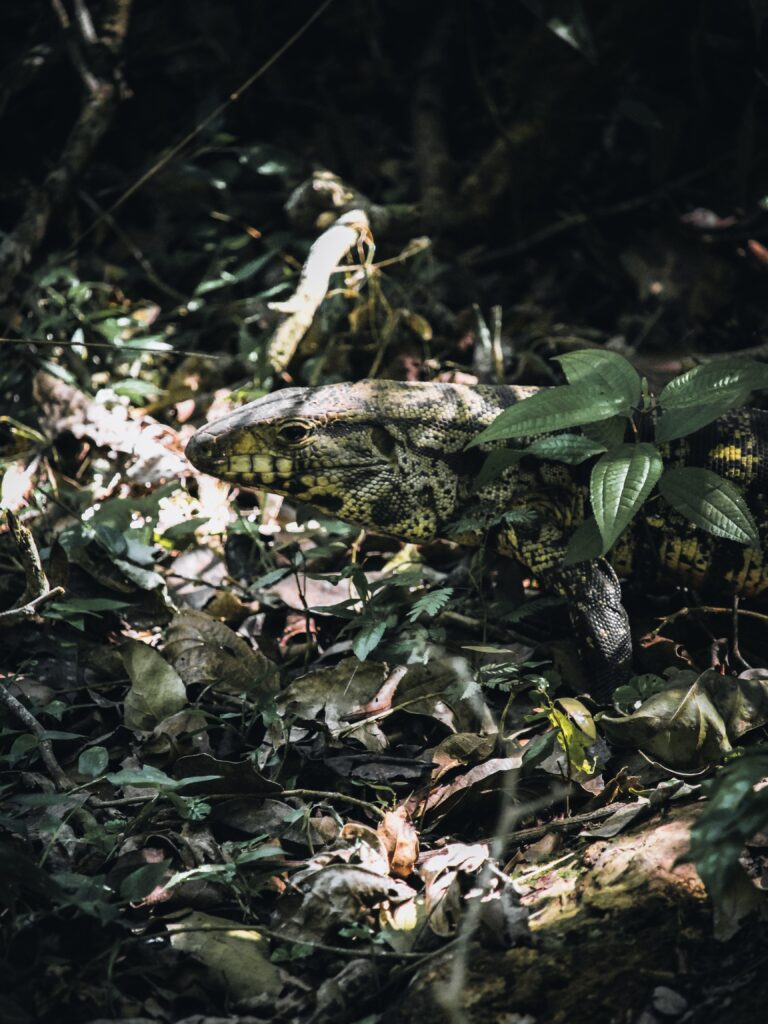 Lagarto colorido entre la maleza en las Cataratas del Iguazú