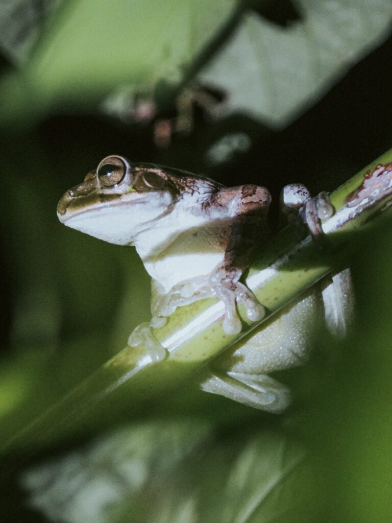 Rana en una rama en Tortuguero