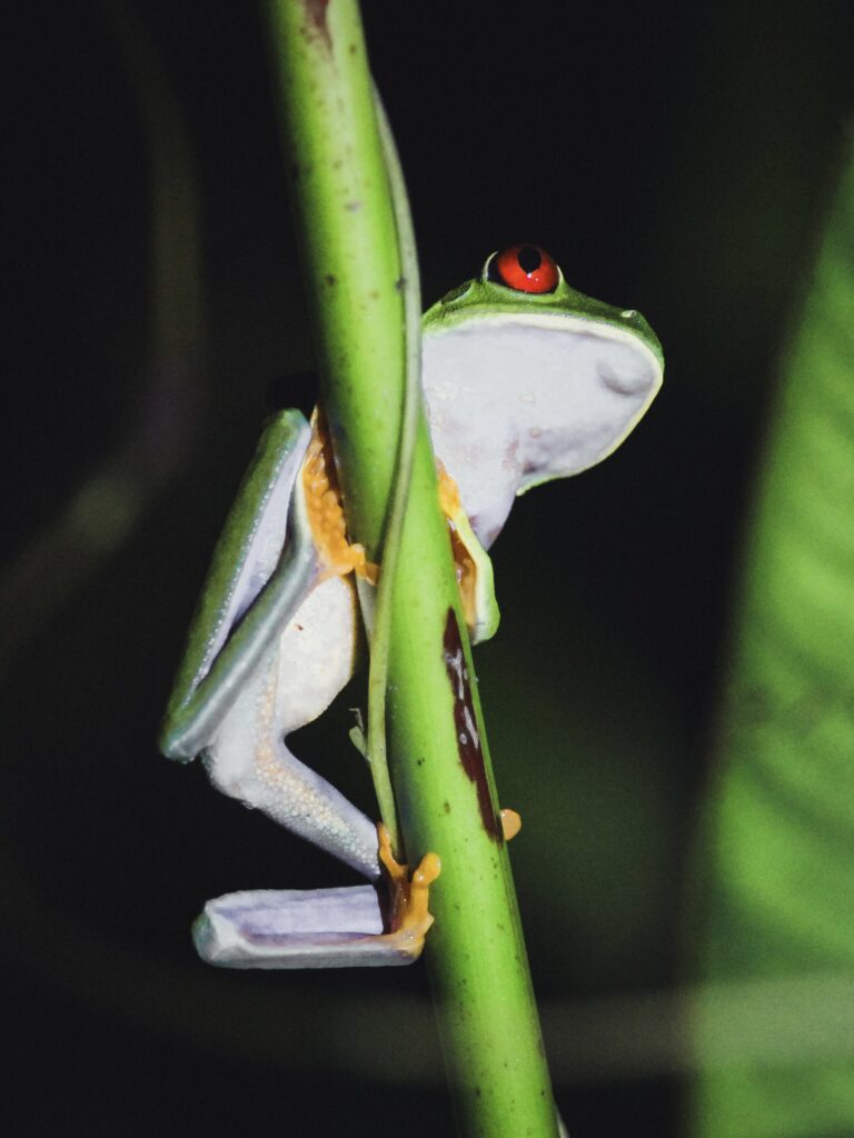 Rana de ojos rojos en Tortuguero