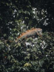 Iguana encima de un árbol en Tortuguero