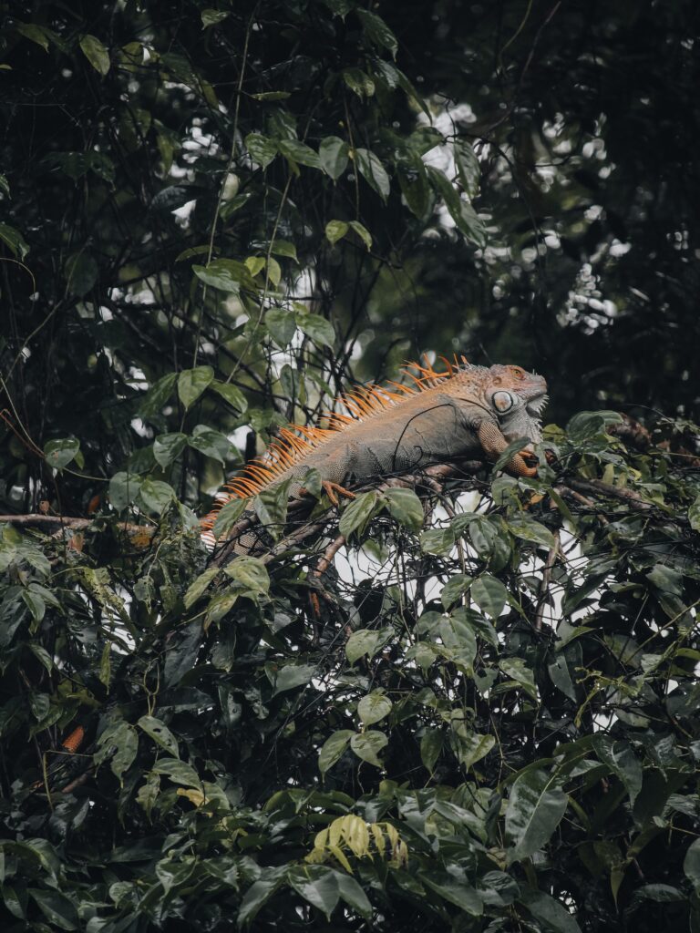 Iguana encima de un árbol en Tortuguero