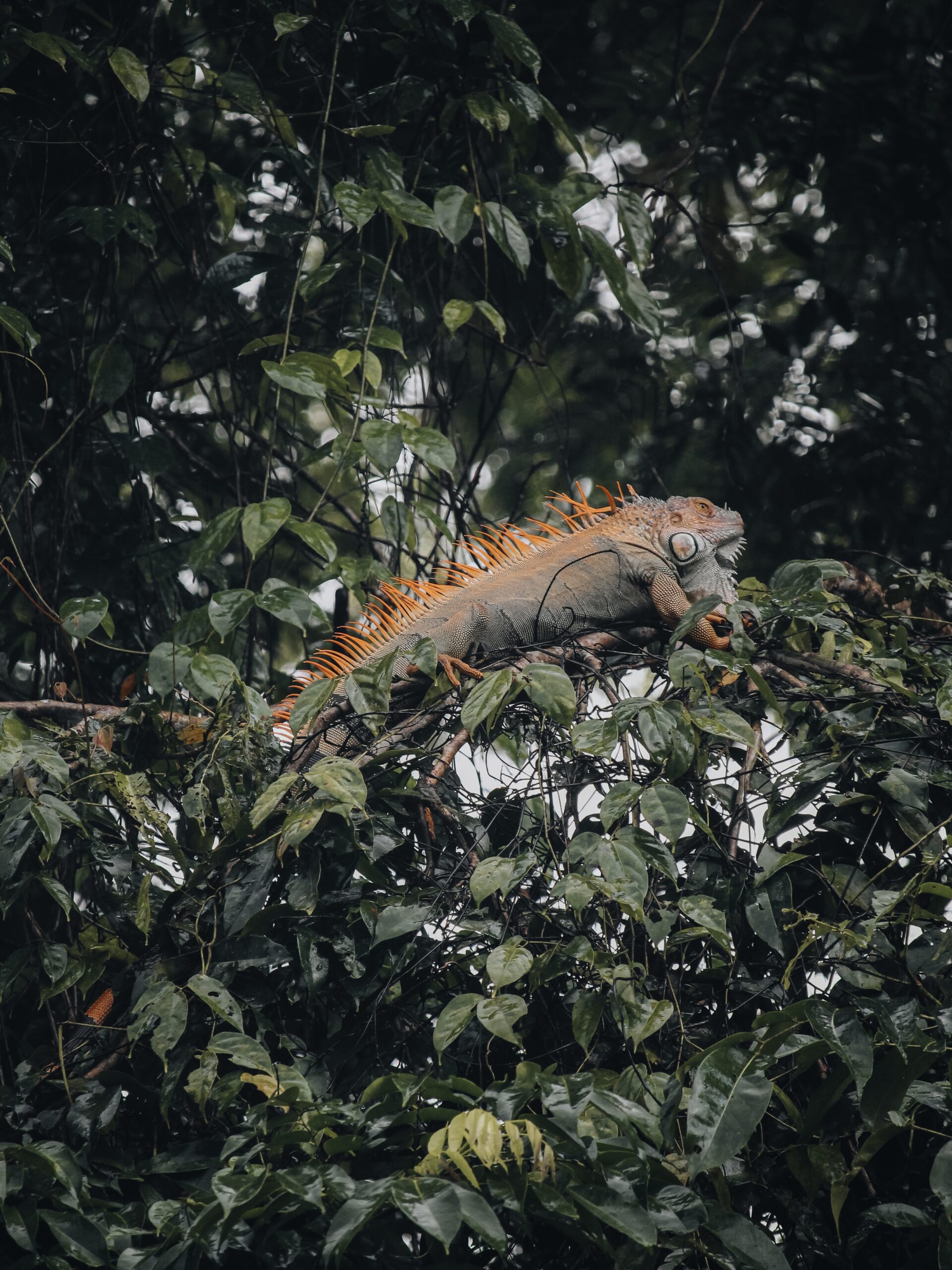 Iguana encima de un árbol en Tortuguero