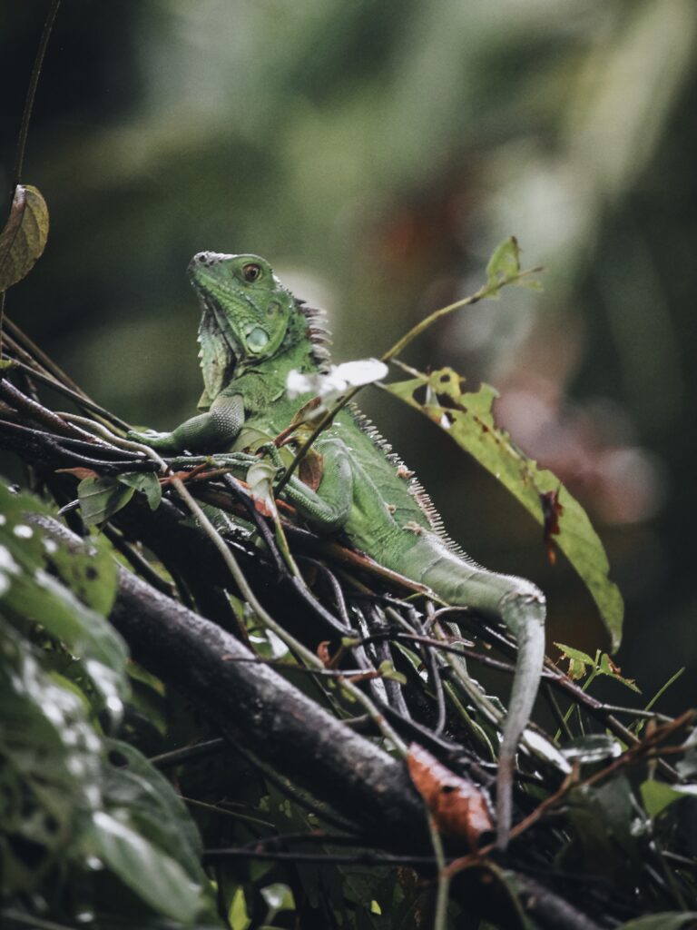 Iguana verde en una rama en Tortuguero